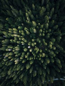 Preview wallpaper forest, aerial view, trees, green, overview