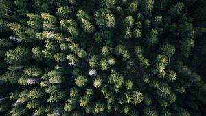 Preview wallpaper forest, aerial view, trees, green, overview