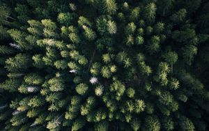 Preview wallpaper forest, aerial view, trees, green, overview