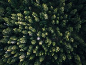 Preview wallpaper forest, aerial view, trees, green, overview