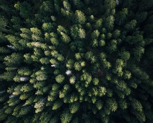 Preview wallpaper forest, aerial view, trees, green, overview