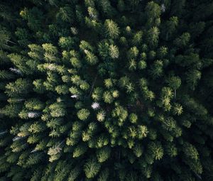 Preview wallpaper forest, aerial view, trees, green, overview