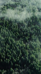 Preview wallpaper forest, aerial view, trees, tops, clouds