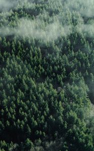 Preview wallpaper forest, aerial view, trees, tops, clouds