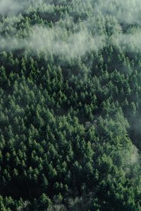 Preview wallpaper forest, aerial view, trees, tops, clouds