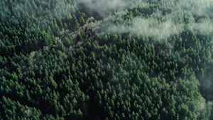 Preview wallpaper forest, aerial view, trees, tops, clouds