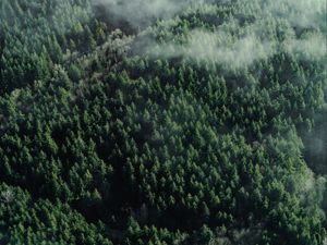 Preview wallpaper forest, aerial view, trees, tops, clouds