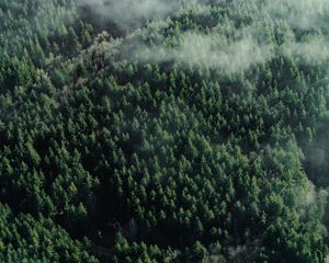 Preview wallpaper forest, aerial view, trees, tops, clouds