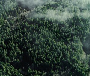 Preview wallpaper forest, aerial view, trees, tops, clouds