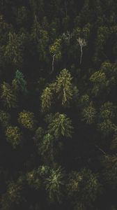 Preview wallpaper forest, aerial view, trees, tops, dark