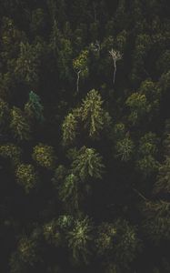 Preview wallpaper forest, aerial view, trees, tops, dark