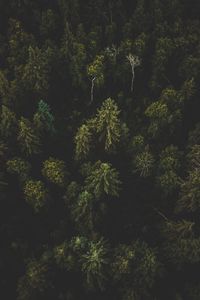 Preview wallpaper forest, aerial view, trees, tops, dark