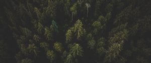 Preview wallpaper forest, aerial view, trees, tops, dark