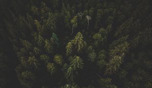 Preview wallpaper forest, aerial view, trees, tops, dark