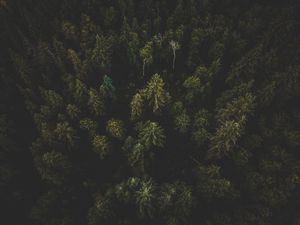 Preview wallpaper forest, aerial view, trees, tops, dark