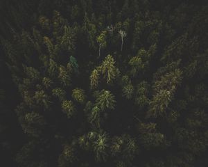 Preview wallpaper forest, aerial view, trees, tops, dark