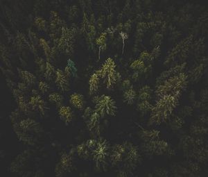 Preview wallpaper forest, aerial view, trees, tops, dark