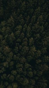 Preview wallpaper forest, aerial view, trees, tops, dark