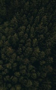 Preview wallpaper forest, aerial view, trees, tops, dark