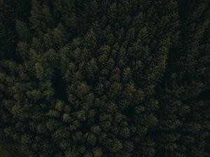 Preview wallpaper forest, aerial view, trees, tops, dark