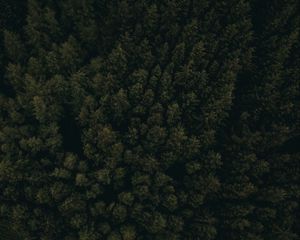 Preview wallpaper forest, aerial view, trees, tops, dark