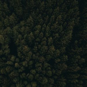 Preview wallpaper forest, aerial view, trees, tops, dark