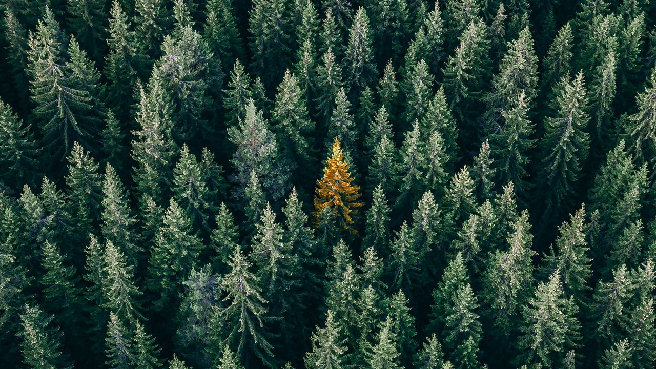 Wallpaper forest, aerial view, trees, treetops, conifer