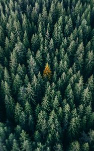 Preview wallpaper forest, aerial view, trees, treetops, conifer