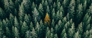 Preview wallpaper forest, aerial view, trees, treetops, conifer