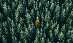 Preview wallpaper forest, aerial view, trees, treetops, conifer