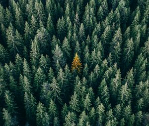 Preview wallpaper forest, aerial view, trees, treetops, conifer