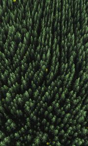 Preview wallpaper forest, aerial view, trees, treetops, conifer