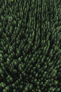 Preview wallpaper forest, aerial view, trees, treetops, conifer