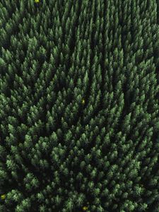 Preview wallpaper forest, aerial view, trees, treetops, conifer