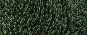 Preview wallpaper forest, aerial view, trees, treetops, conifer