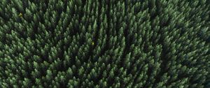 Preview wallpaper forest, aerial view, trees, treetops, conifer