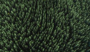 Preview wallpaper forest, aerial view, trees, treetops, conifer