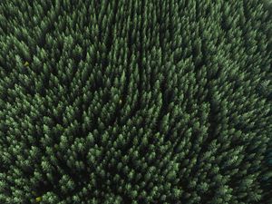 Preview wallpaper forest, aerial view, trees, treetops, conifer