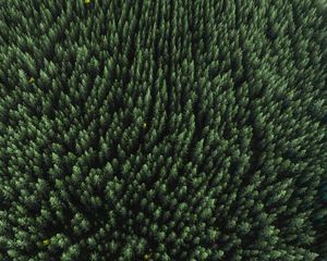 Preview wallpaper forest, aerial view, trees, treetops, conifer