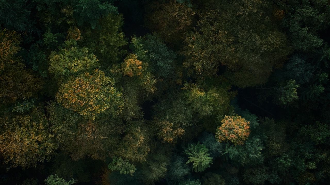 Wallpaper forest, aerial view, trees, treetops, green