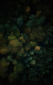 Preview wallpaper forest, aerial view, trees, treetops, green