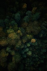 Preview wallpaper forest, aerial view, trees, treetops, green