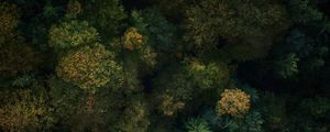 Preview wallpaper forest, aerial view, trees, treetops, green