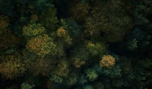 Preview wallpaper forest, aerial view, trees, treetops, green