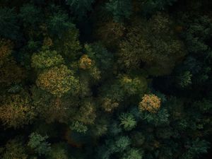 Preview wallpaper forest, aerial view, trees, treetops, green