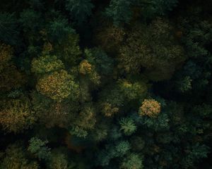 Preview wallpaper forest, aerial view, trees, treetops, green