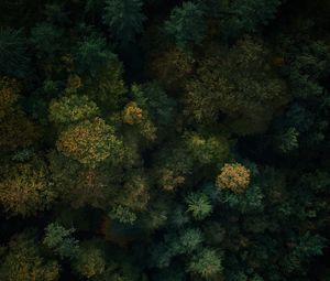 Preview wallpaper forest, aerial view, trees, treetops, green