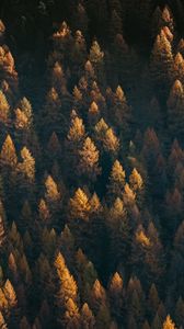 Preview wallpaper forest, aerial view, trees, coniferous, treetops