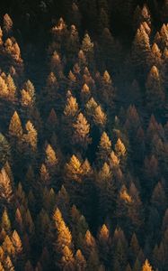 Preview wallpaper forest, aerial view, trees, coniferous, treetops