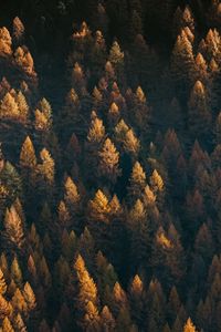 Preview wallpaper forest, aerial view, trees, coniferous, treetops